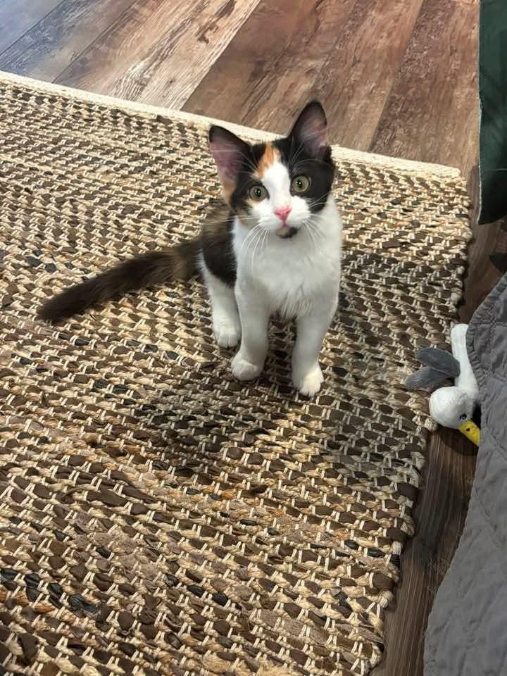Enlarge Magnolia, a Adoptable mixed breed in Ballwin, MO image 2/3