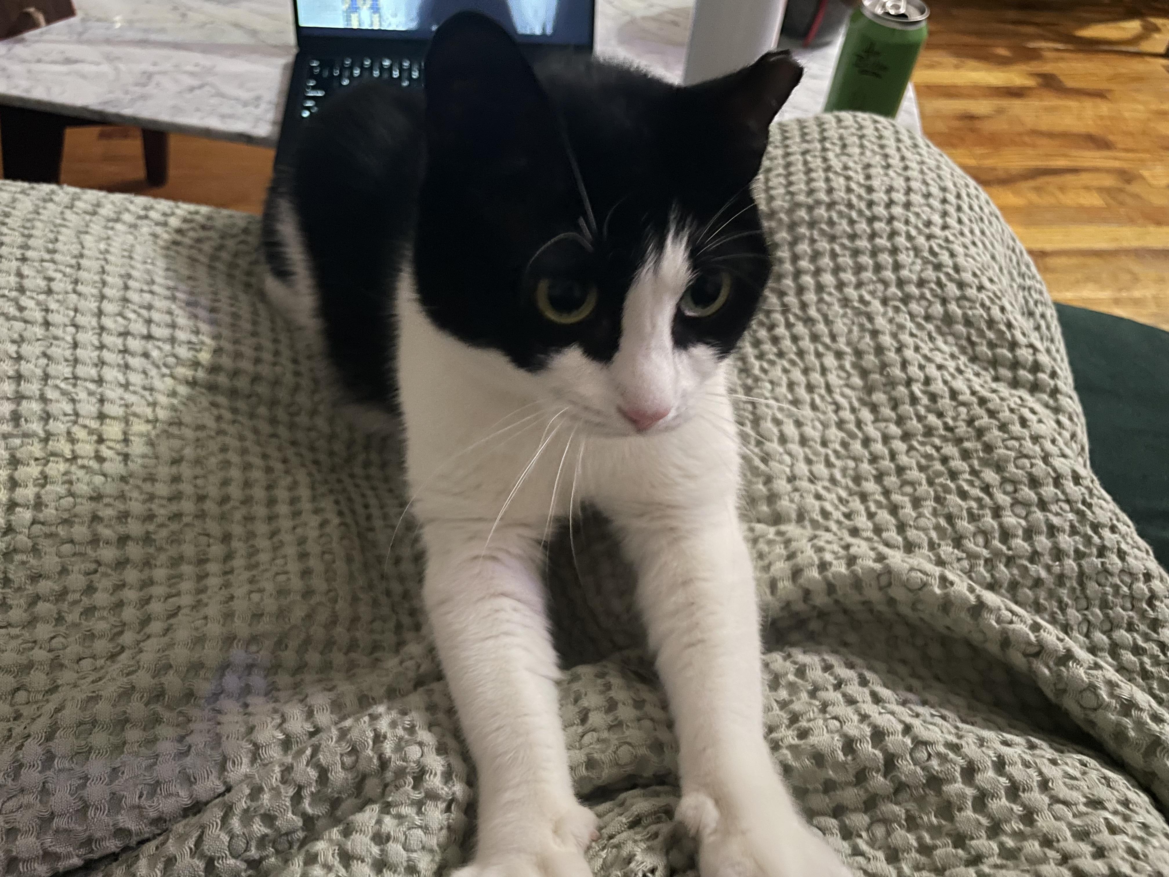 Enlarge The Bellas, a Adoptable Domestic Short Hair in Brooklyn, NY image 4/6