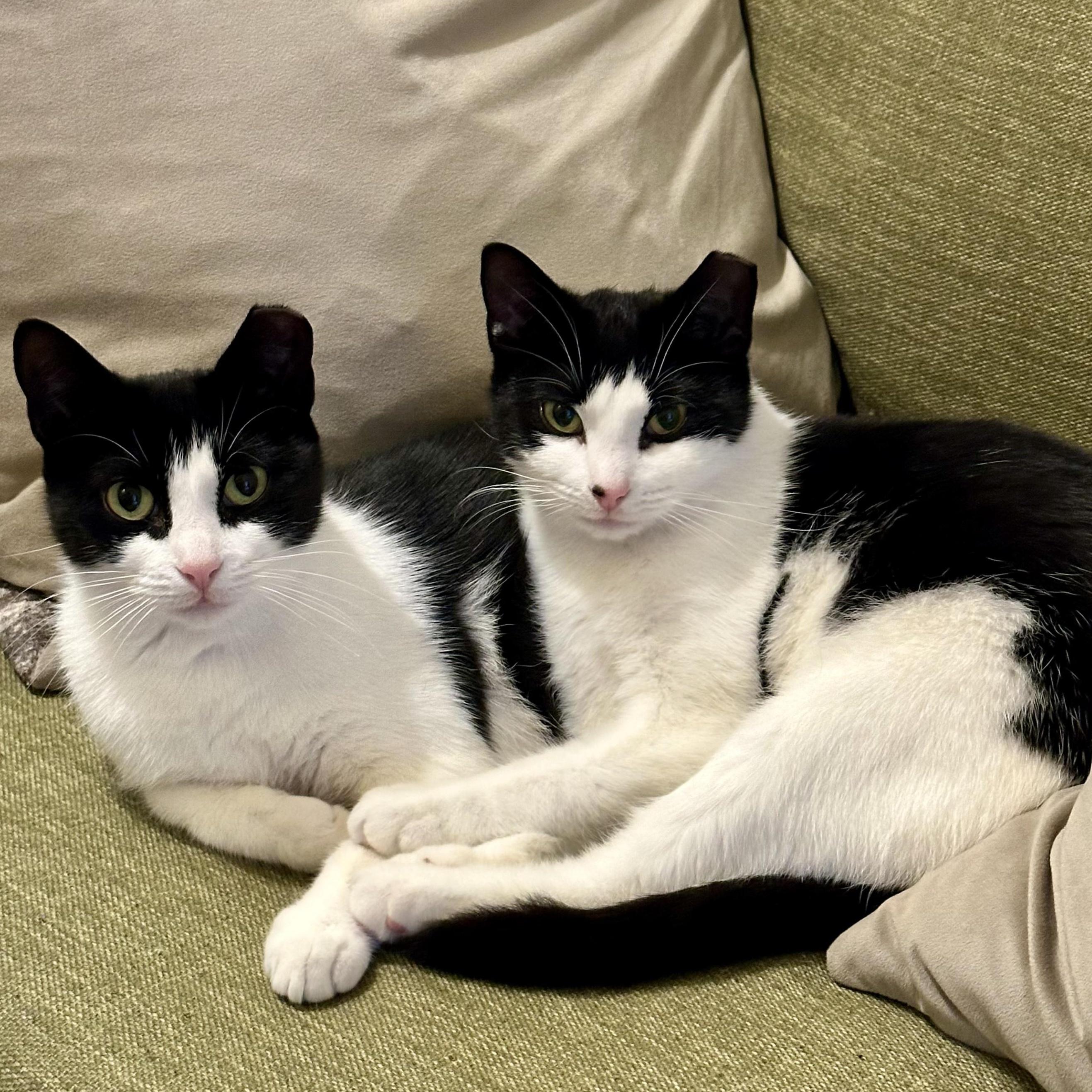 Enlarge The Bellas, a Adoptable Domestic Short Hair in Brooklyn, NY image 3/6