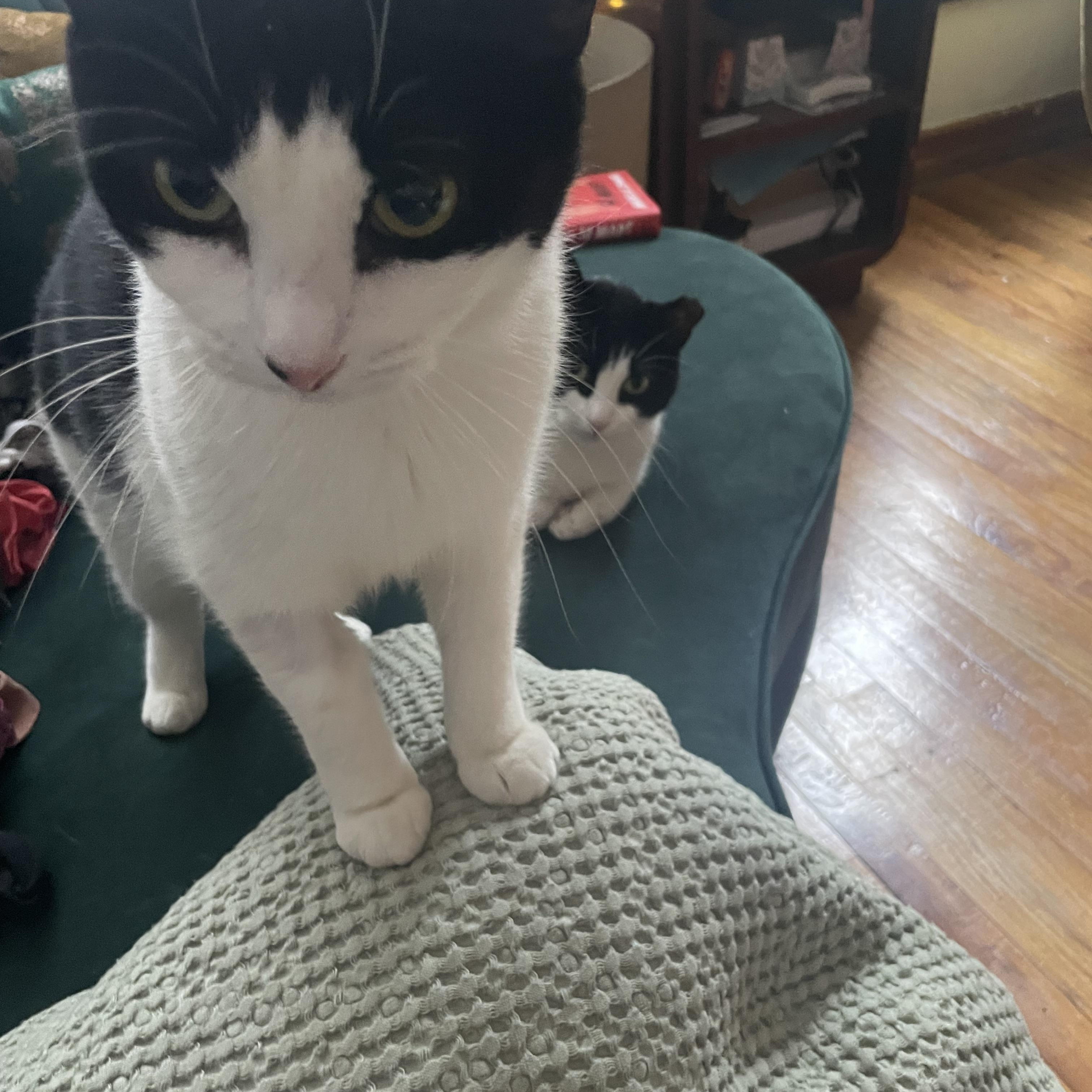 Enlarge The Bellas, a Adoptable Domestic Short Hair in Brooklyn, NY image 6/6