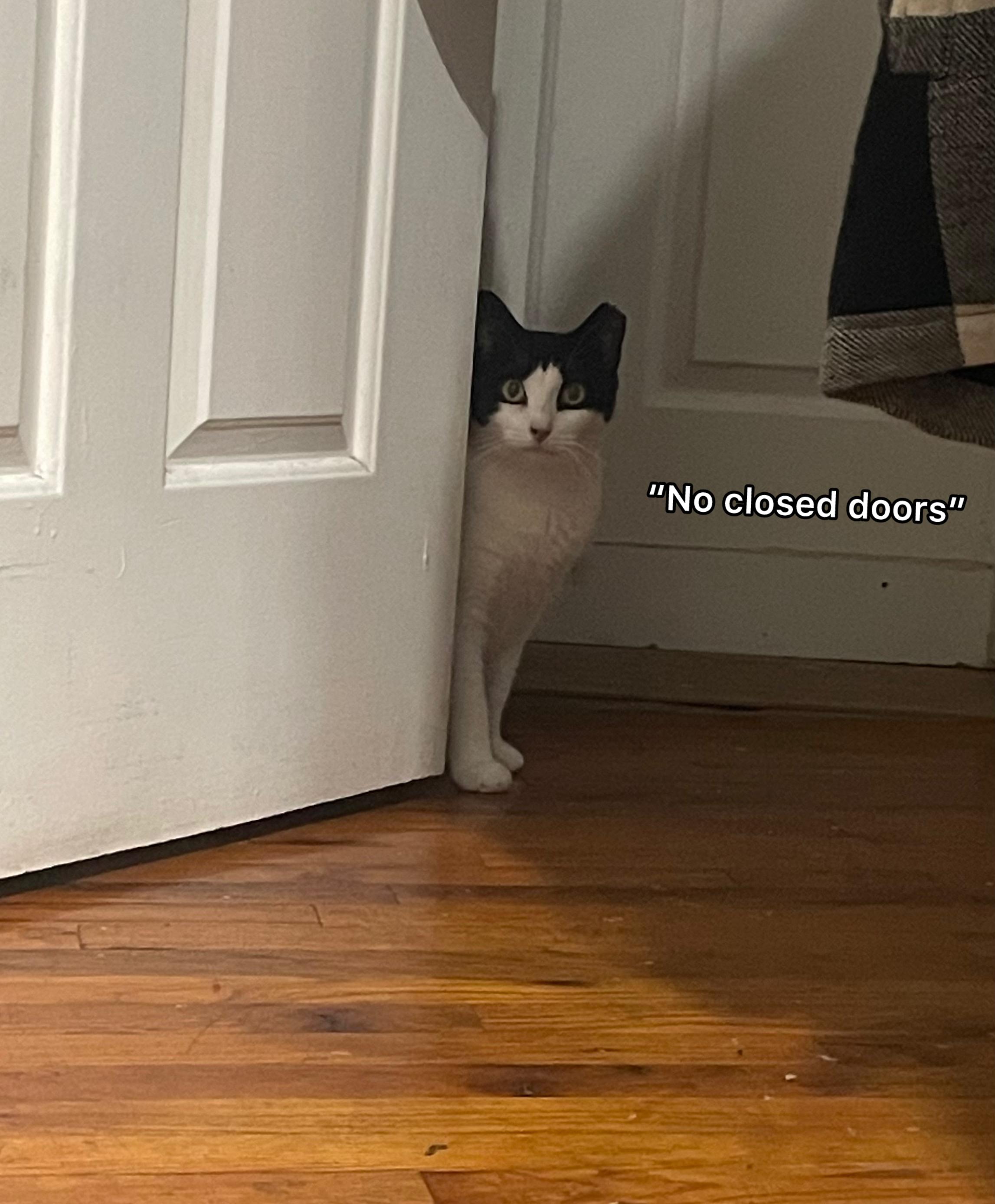 Enlarge The Bellas, a Adoptable Domestic Short Hair in Brooklyn, NY image 5/6