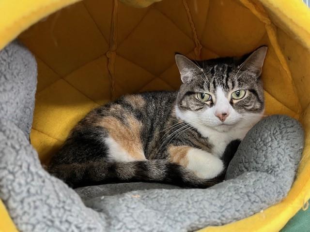 Tawny, Adoptable, Adult Female Torbie.