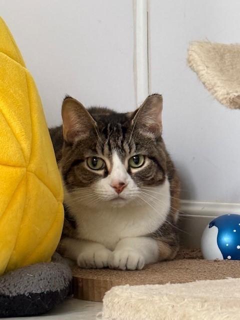 Enlarge Tawny, a Adoptable Torbie in Grosse Ile, MI image 2/3