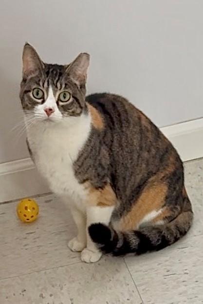 Enlarge Tawny, a Adoptable Torbie in Grosse Ile, MI image 3/3