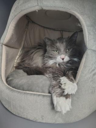 Fluffy, Adoptable, Adult Female Domestic Long Hair & Domestic Short Hair.