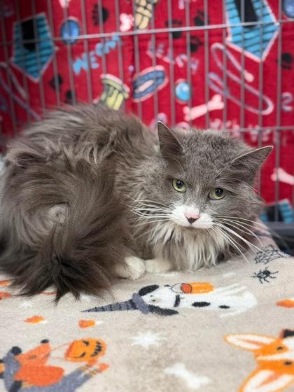 Enlarge Fluffy, a Adoptable mixed breed in Aberdeen, SD image 2/2