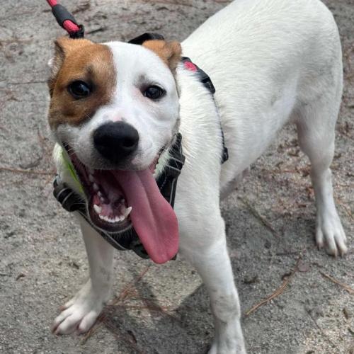 Enlarge Earl, a Adoptable mixed breed in Washington DC, DC image 2/3
