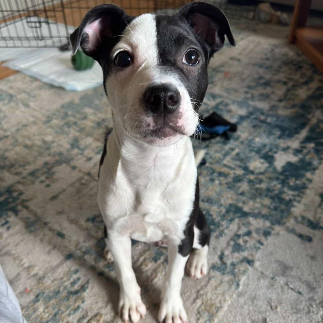 Baby, Adoptable, Puppy Female American Staffordshire Terrier.
