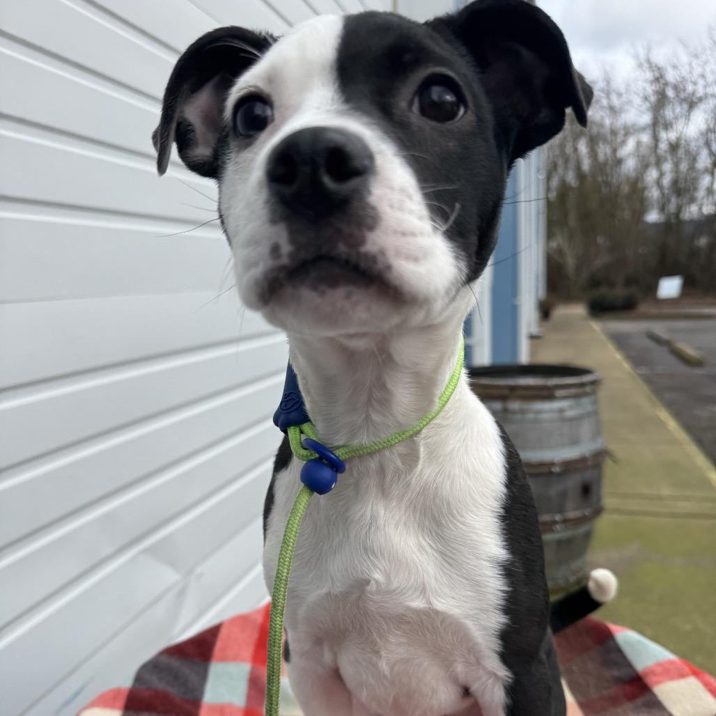 Baby, a Adoptable mixed breed in Newberg, OR image 3/6