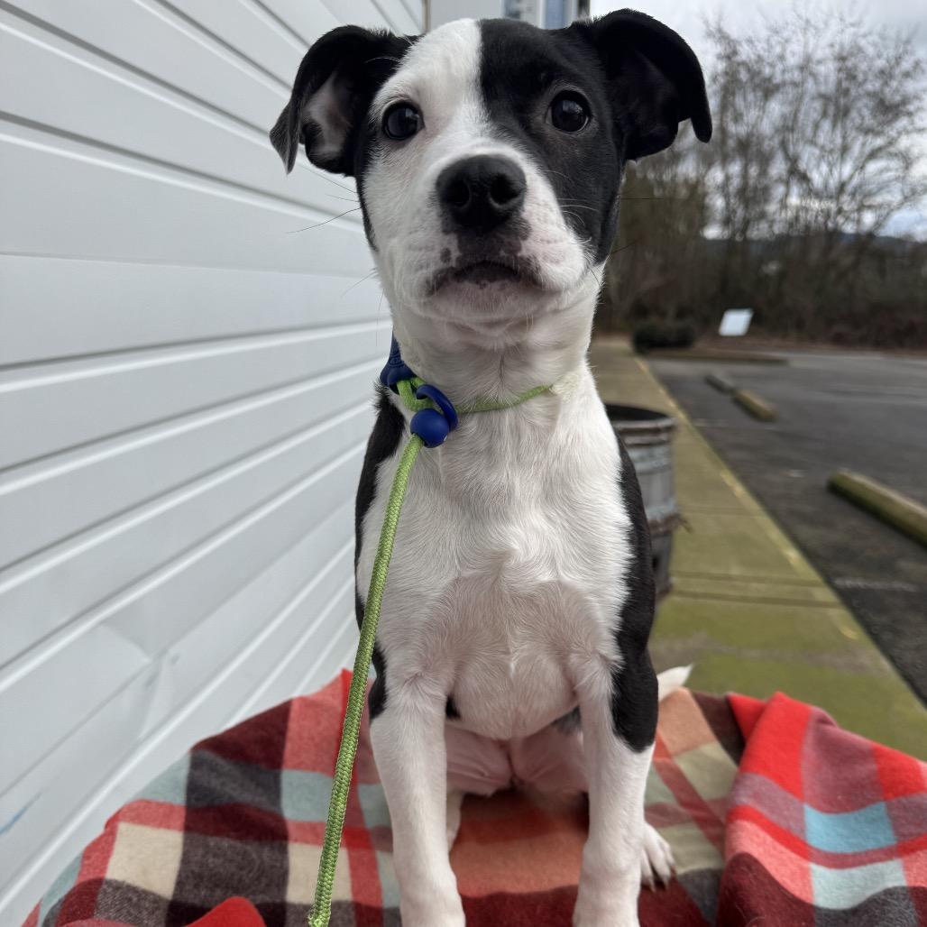 Baby, a Adoptable mixed breed in Newberg, OR image 6/6