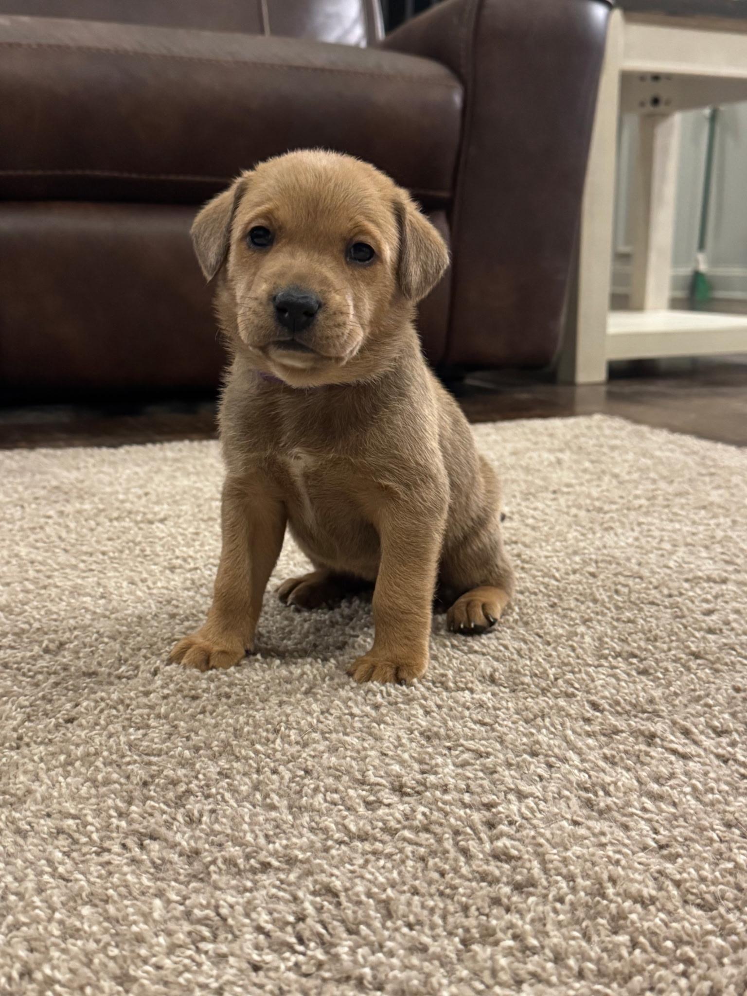 Cinnamon, ADOPTABLE, Puppy Female Labrador Retriever.