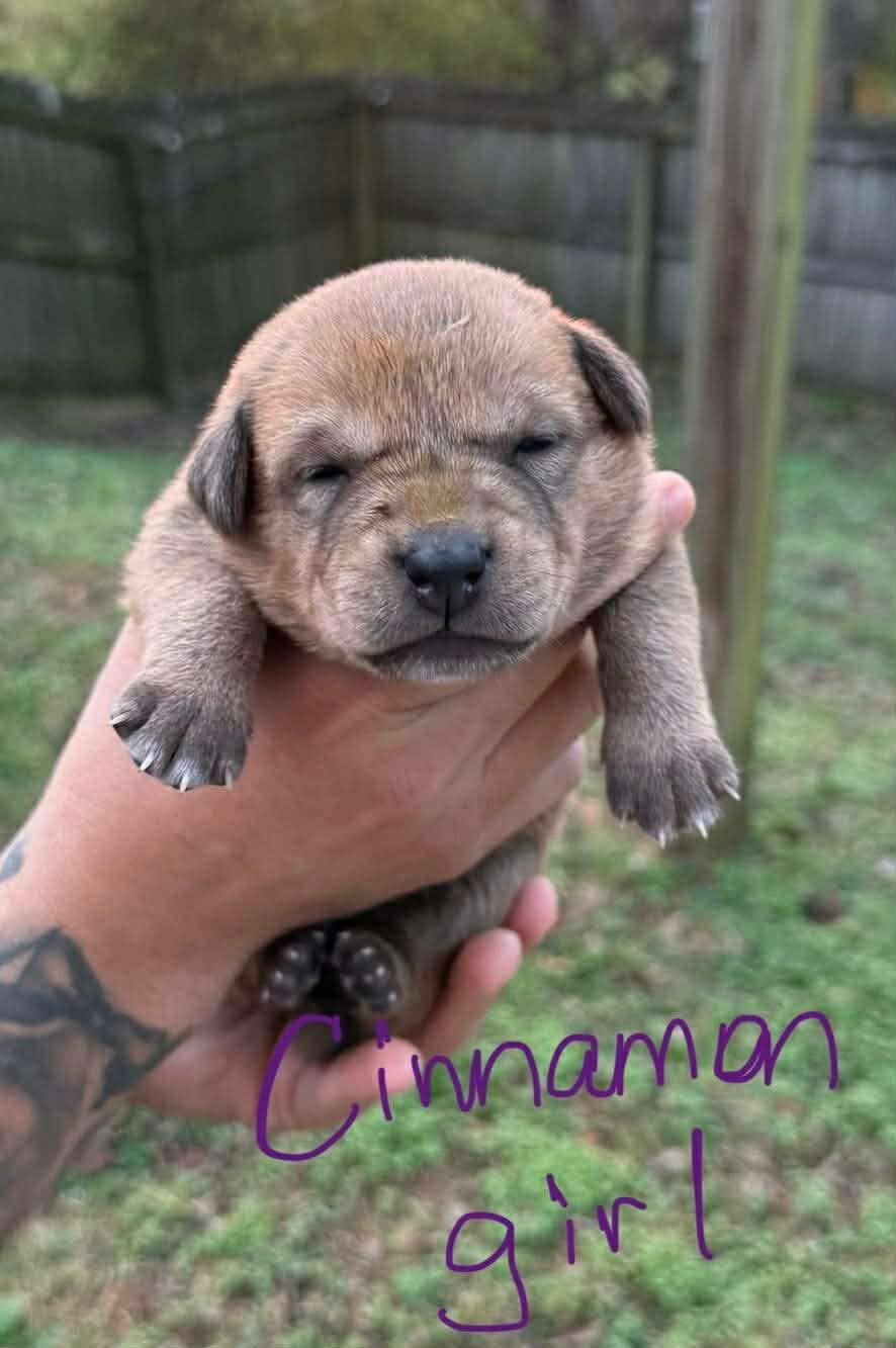 Cinnamon, a ADOPTABLE mixed breed in Spring hill, TN image 2/2