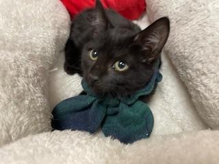 Enlarge Zora, a Adoptable Domestic Short Hair in Parlier, CA image 1/4
