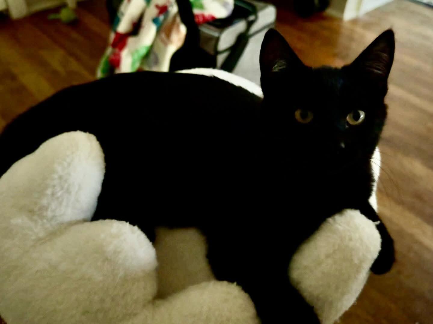 Enlarge Zora, a Adoptable Domestic Short Hair in Parlier, CA image 2/4