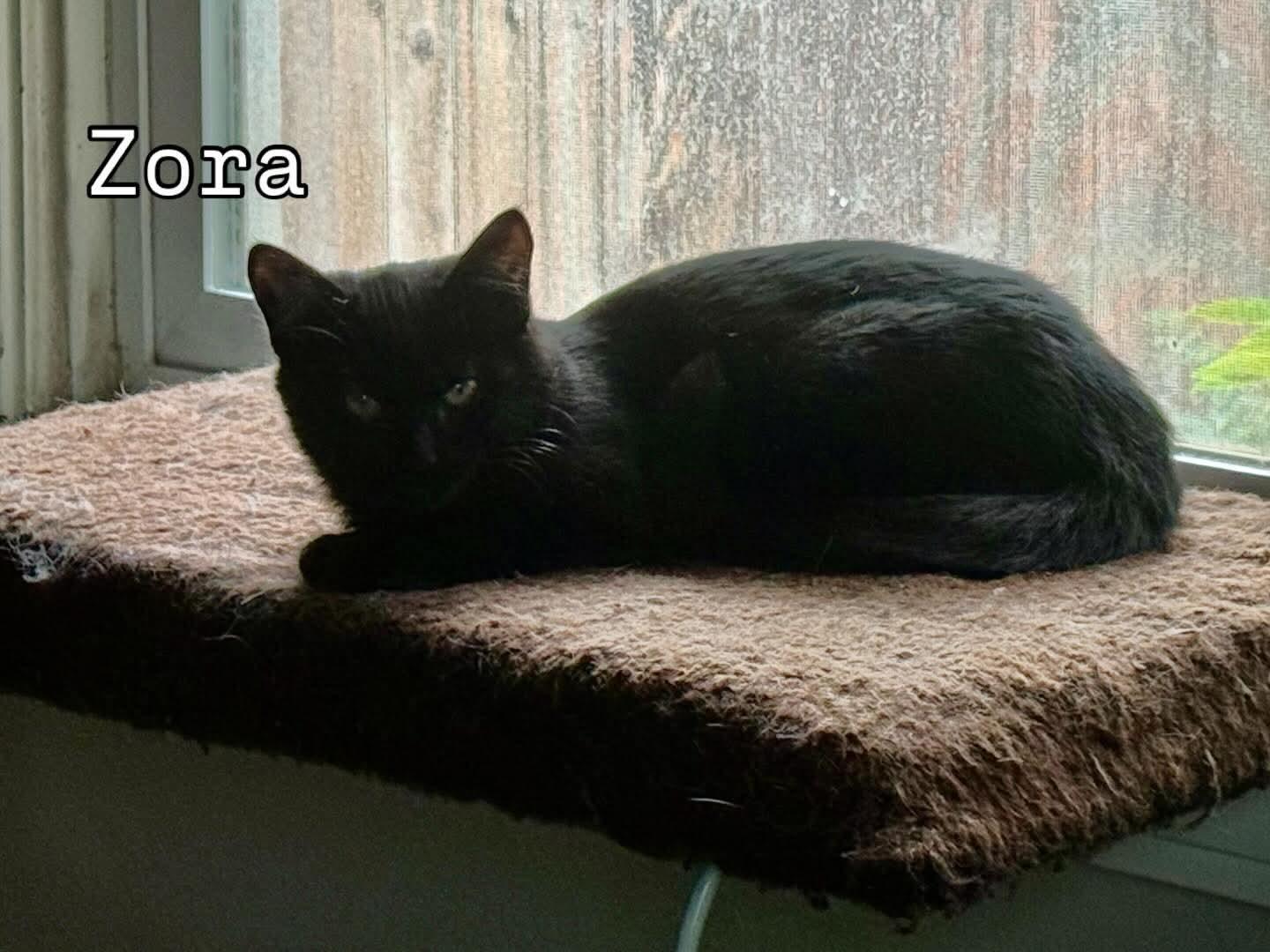 Enlarge Zora, a Adoptable Domestic Short Hair in Parlier, CA image 3/4