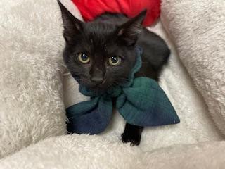 Enlarge Zora, a Adoptable Domestic Short Hair in Parlier, CA image 4/4