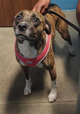 JOLIE, Adoptable, Adult Female Whippet.