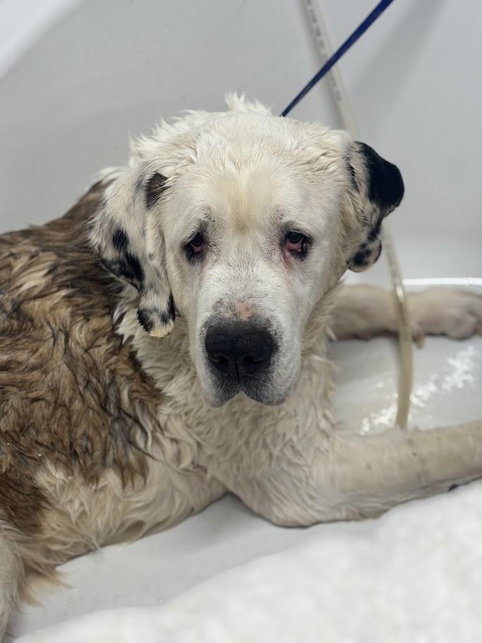 Enlarge Dutch, an adopted Saint Bernard in Lisbon, OH image 4/4