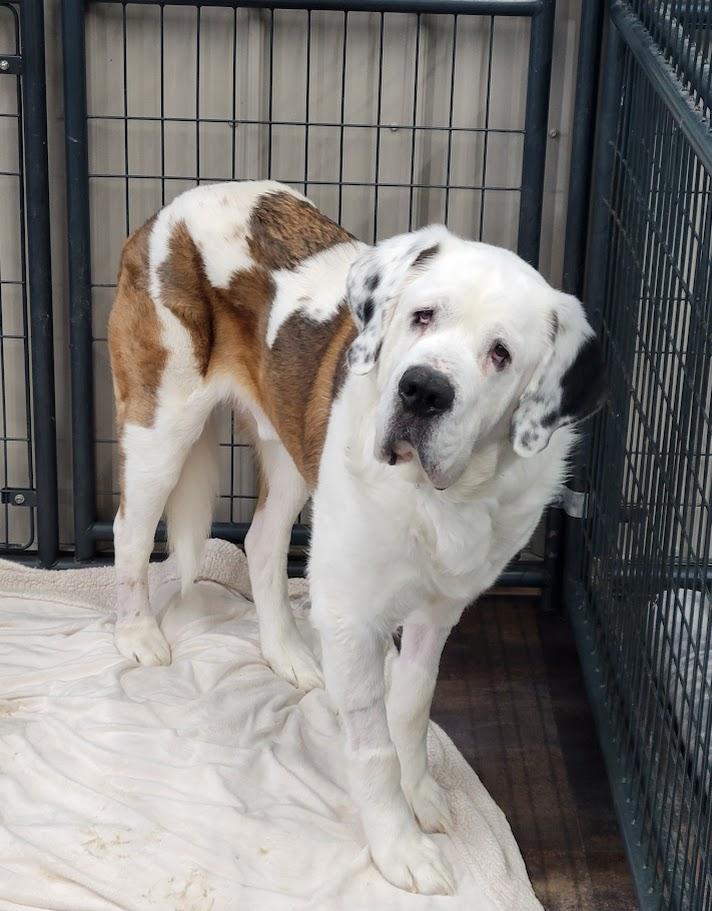 Enlarge Dutch, an adopted Saint Bernard in Lisbon, OH image 3/4