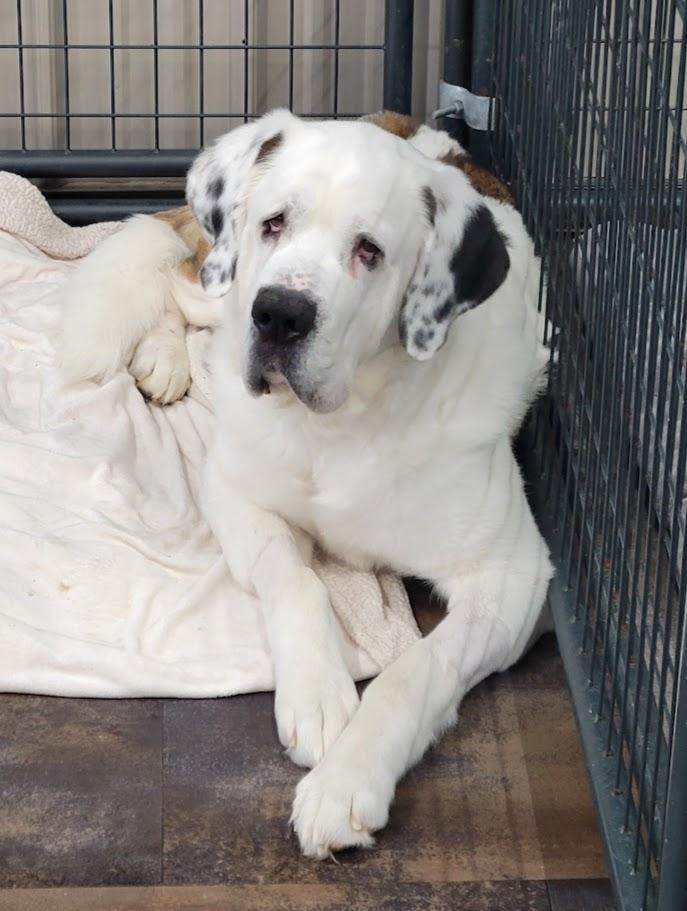 Enlarge Dutch, an adopted Saint Bernard in Lisbon, OH image 2/4