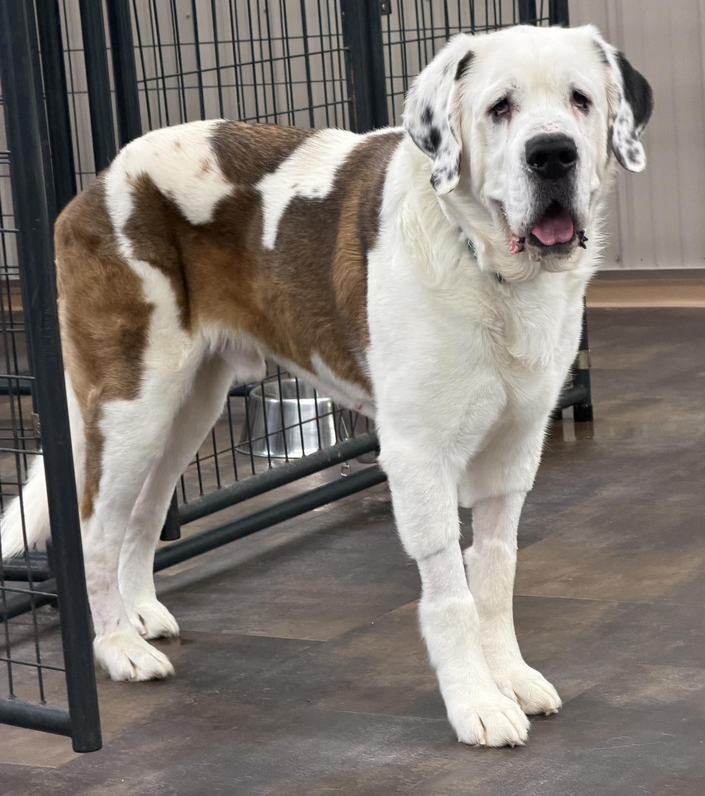 Dutch, adopted, Senior Male Saint Bernard.