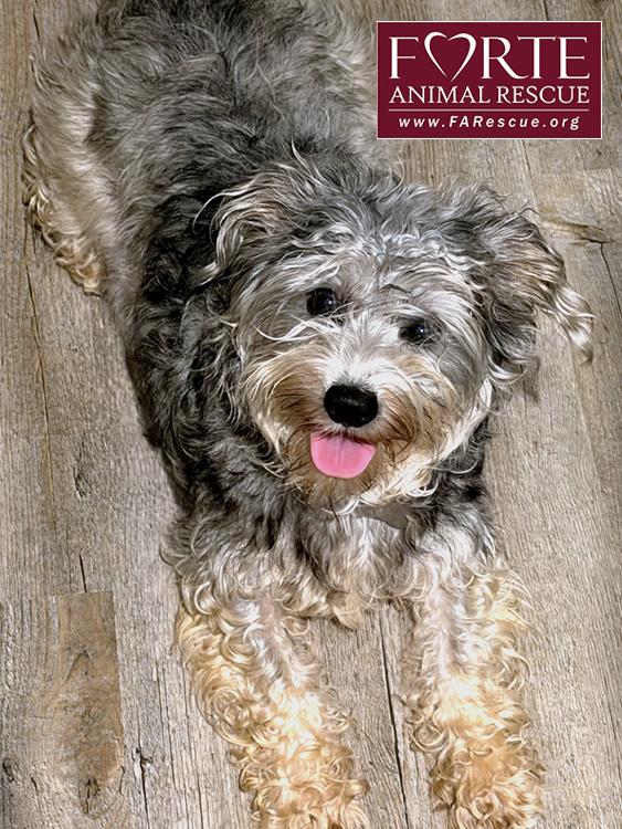 Enlarge Peanut, an adopted mixed breed in Marina Del Rey, CA image 3/4