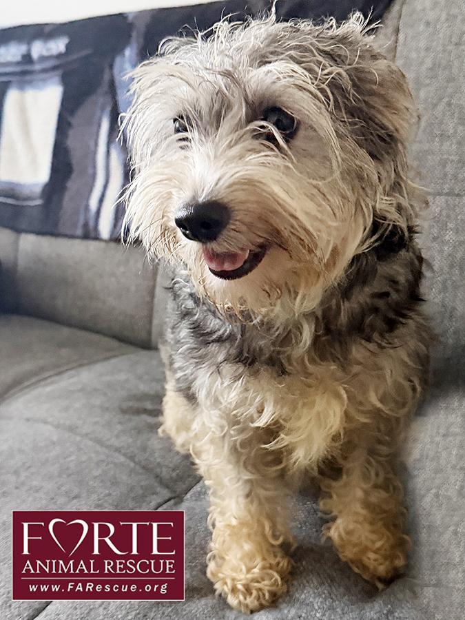 Enlarge Peanut, an adopted mixed breed in Marina Del Rey, CA image 2/4