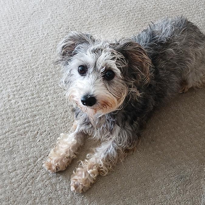 Enlarge Peanut, an adopted mixed breed in Marina Del Rey, CA image 4/4