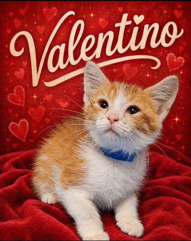 Valentino, Adoptable, Kitten Male Domestic Short Hair.