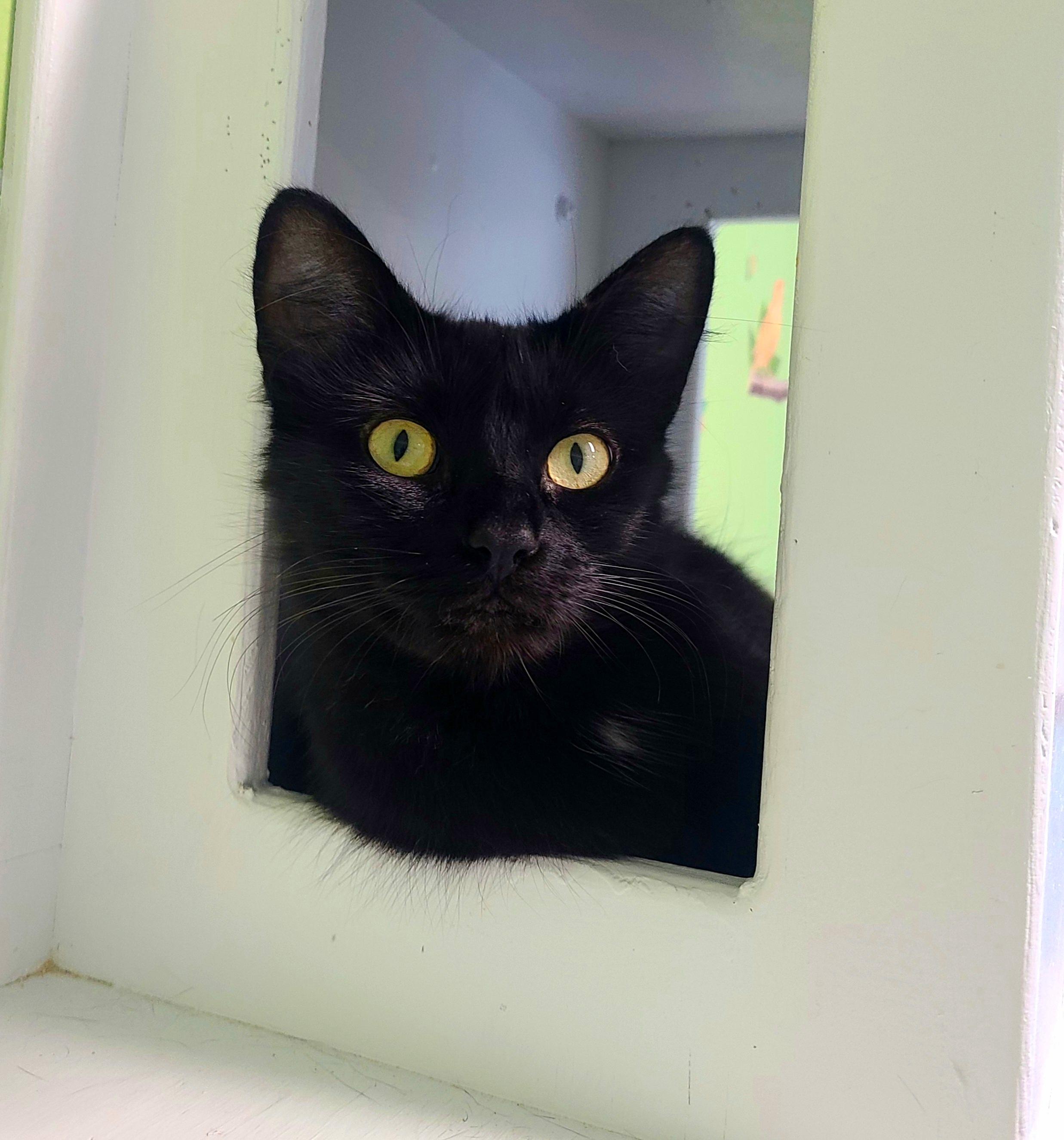 Delta, ADOPTABLE, Young Female Domestic Short Hair.