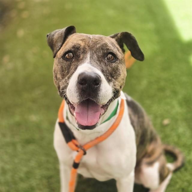 Enlarge GWEN, a Adoptable mixed breed in Phoenix, AZ image 1/1