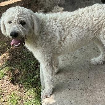 Wario, an adopted mixed breed in The Colony, TX image 3/3