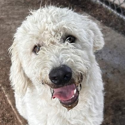 Wario, an adopted mixed breed in The Colony, TX image 1/3