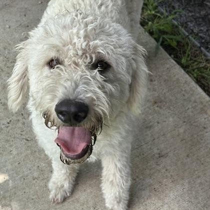 Wario, an adopted mixed breed in The Colony, TX image 2/3