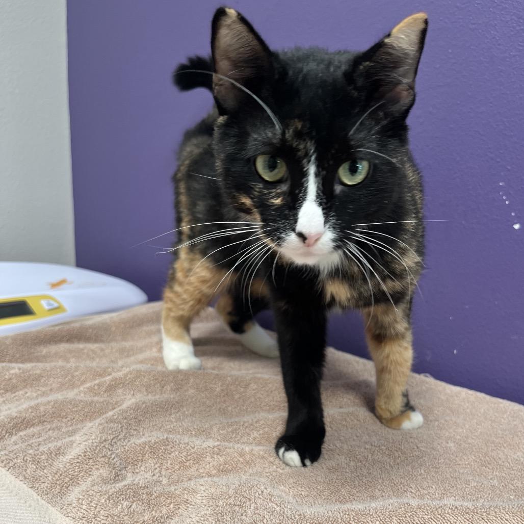 Begonia, Adoptable, Adult Female Domestic Short Hair & Domestic Short Hair.