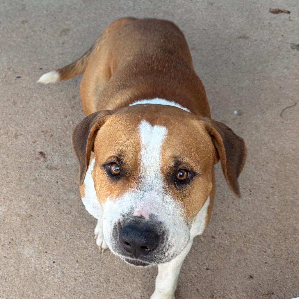 Enlarge Quirrell, a Adoptable Mixed Breed in Lake Jackson, TX image 1/2