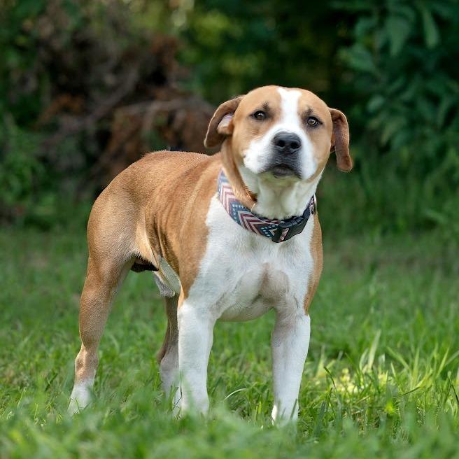 Enlarge Quirrell, a Adoptable Mixed Breed in Lake Jackson, TX image 2/2