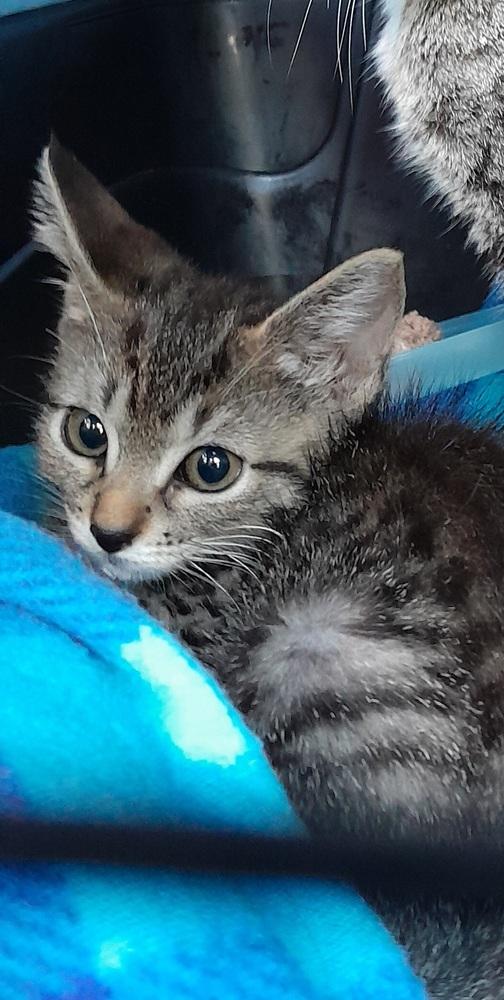 Enlarge May, a Adoptable Domestic Short Hair in Hudson, NH image 1/2