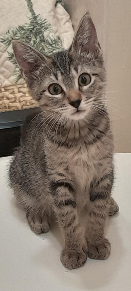 Enlarge May, a Adoptable Domestic Short Hair in Hudson, NH image 2/2