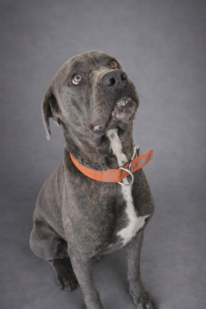 Enlarge Matthew, a Adoptable Cane Corso in Hardeeville, SC image 1/1