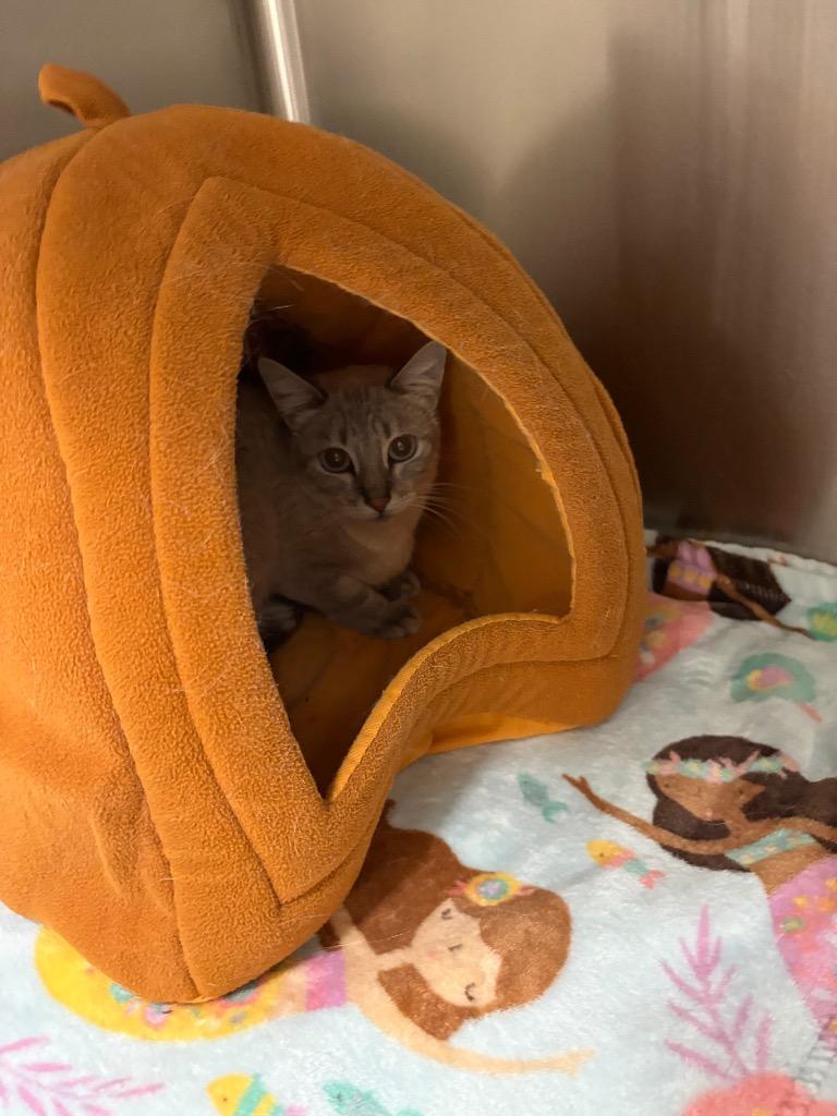 Enlarge Gabby, a Adoptable Siamese in Twentynine Palms, CA image 1/1