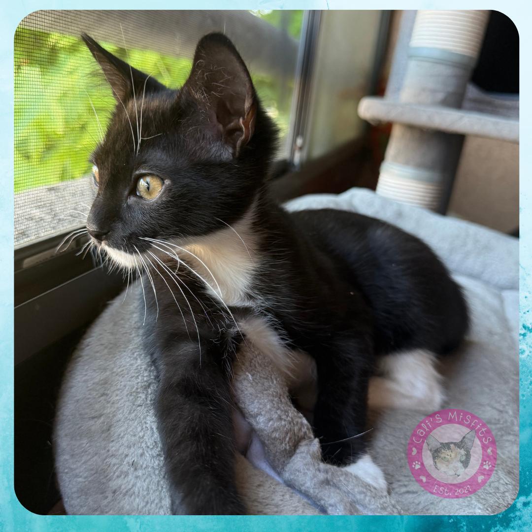 Enlarge Pluto, a Adopted Domestic Short Hair in Santa Ana, CA image 5/6