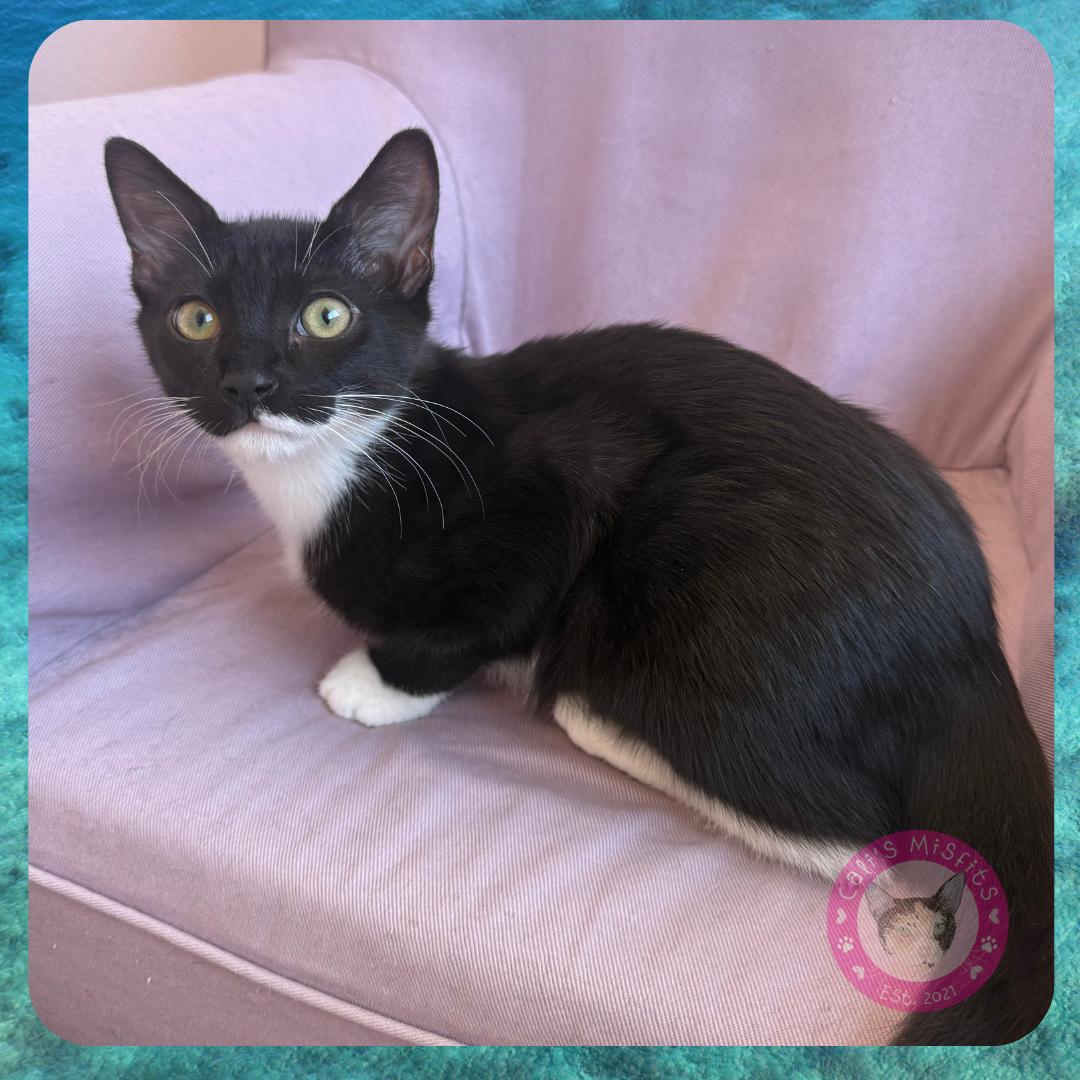Pluto, Adopted, Kitten Male Domestic Short Hair.
