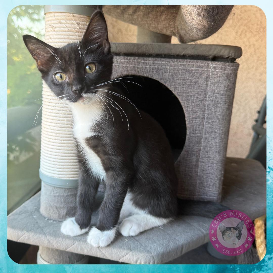 Enlarge Pluto, a Adopted Domestic Short Hair in Santa Ana, CA image 4/6