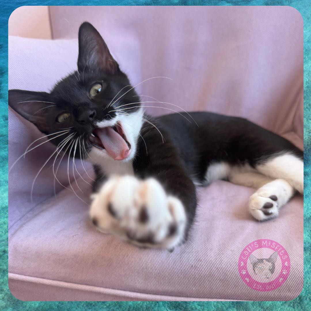 Enlarge Pluto, a Adopted Domestic Short Hair in Santa Ana, CA image 3/6