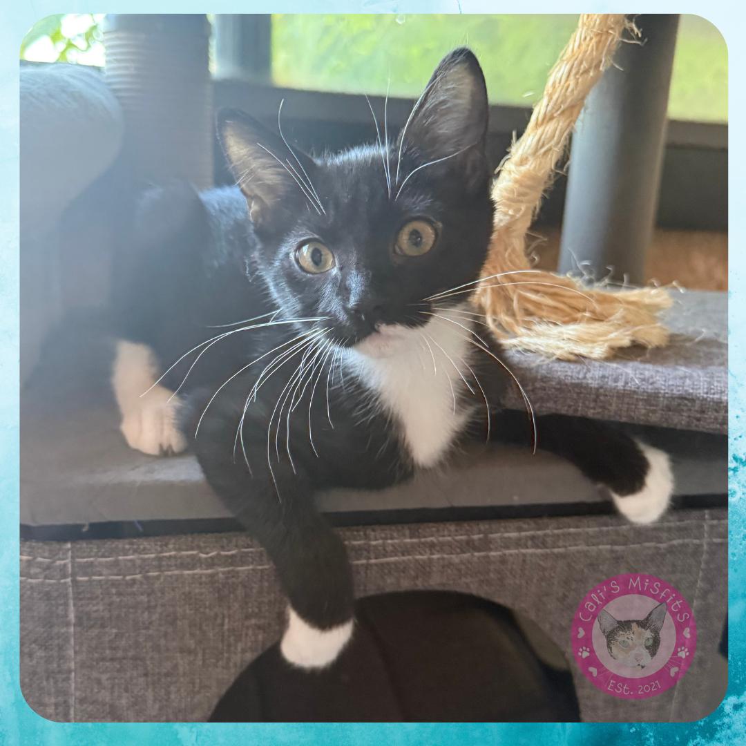 Enlarge Pluto, a Adopted Domestic Short Hair in Santa Ana, CA image 6/6