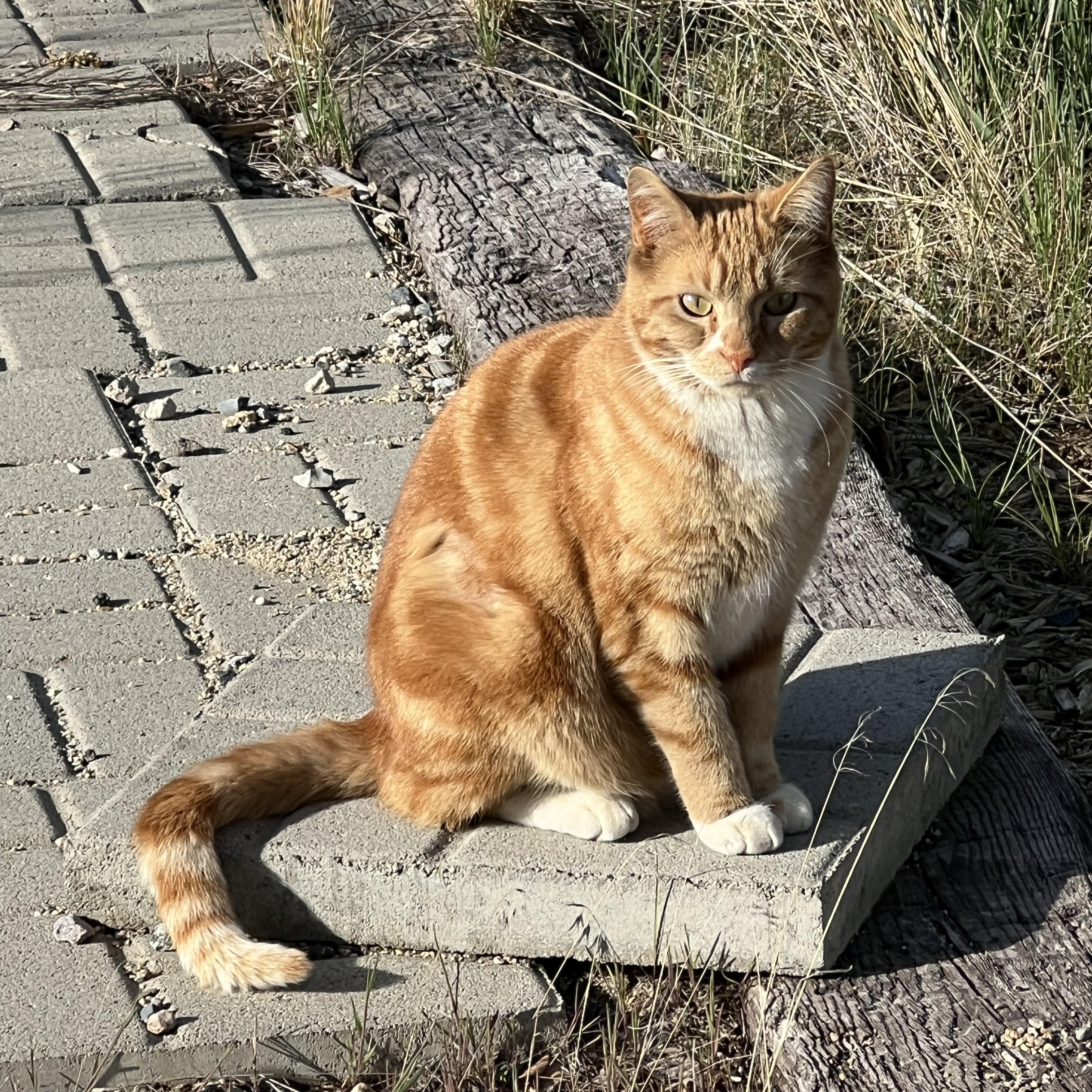 Enlarge Tex, a Adoptable mixed breed in Butte, MT image 4/6
