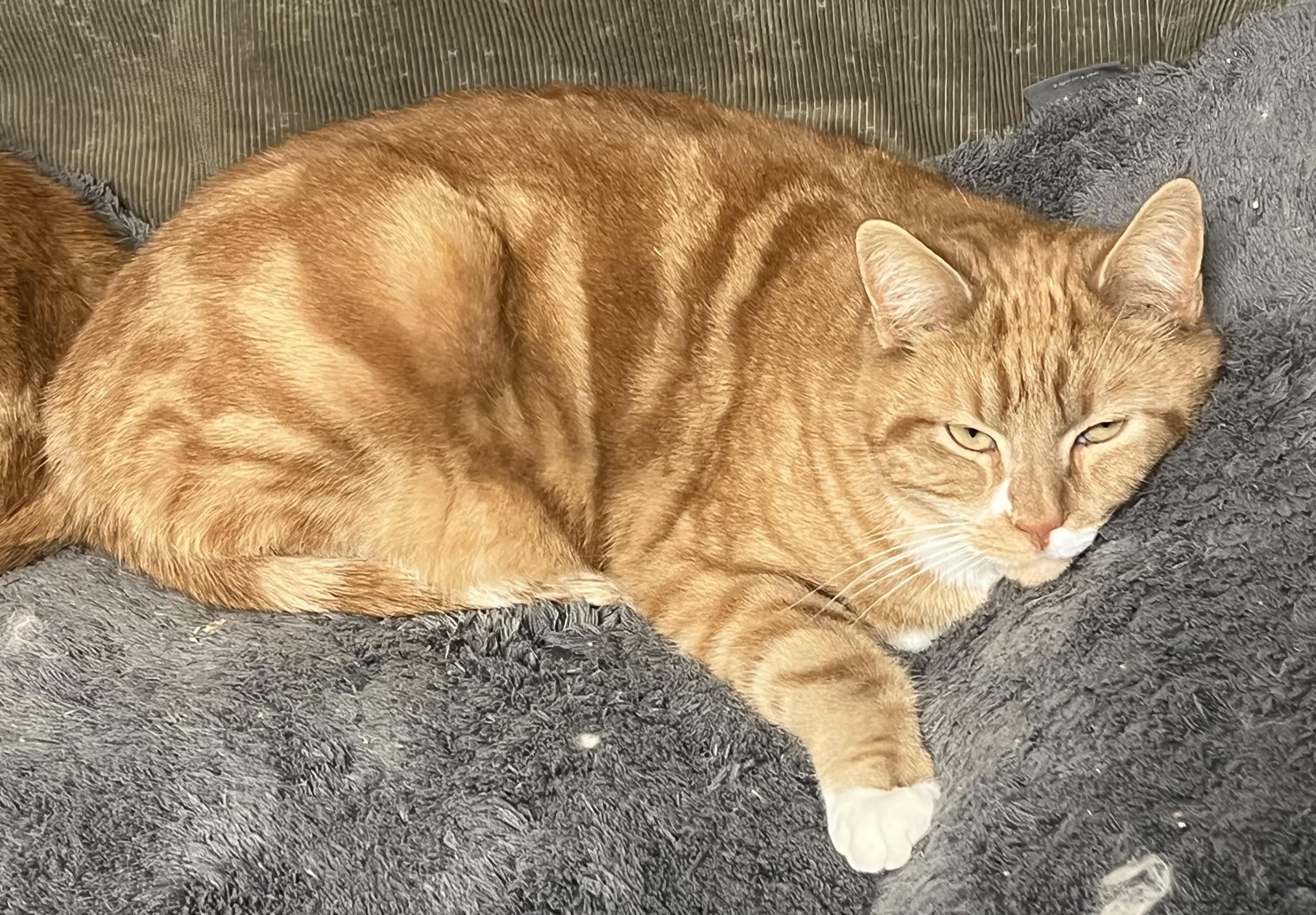 Enlarge Tex, a Adoptable mixed breed in Butte, MT image 6/6