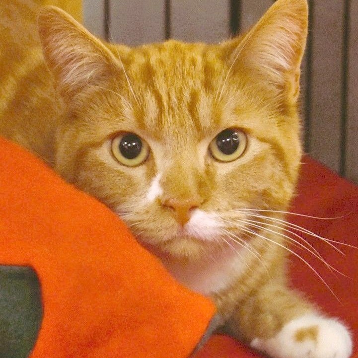 Enlarge Tex, a Adoptable mixed breed in Butte, MT image 3/6