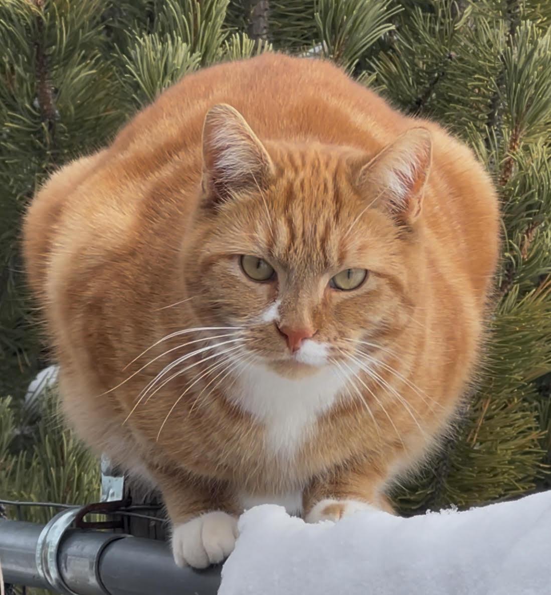 Enlarge Tex, a Adoptable mixed breed in Butte, MT image 1/6